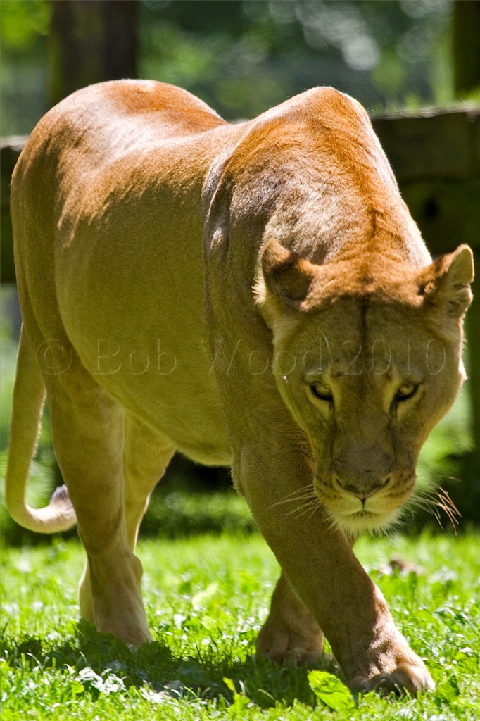African Lion