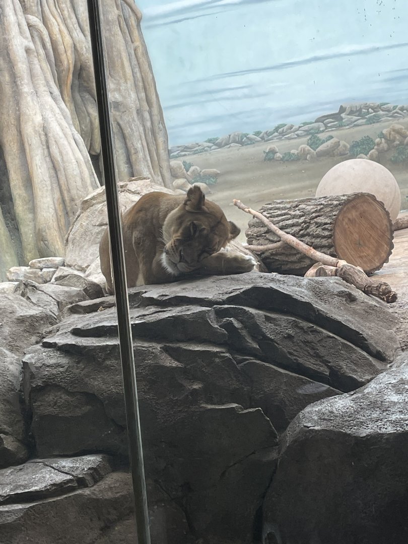 African Lioness (10/7/23)