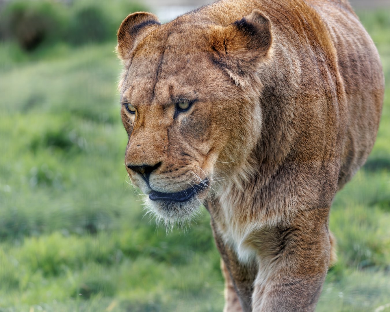 African Lioness / 18-3-22 / Noah's Ark Zoo Bristol