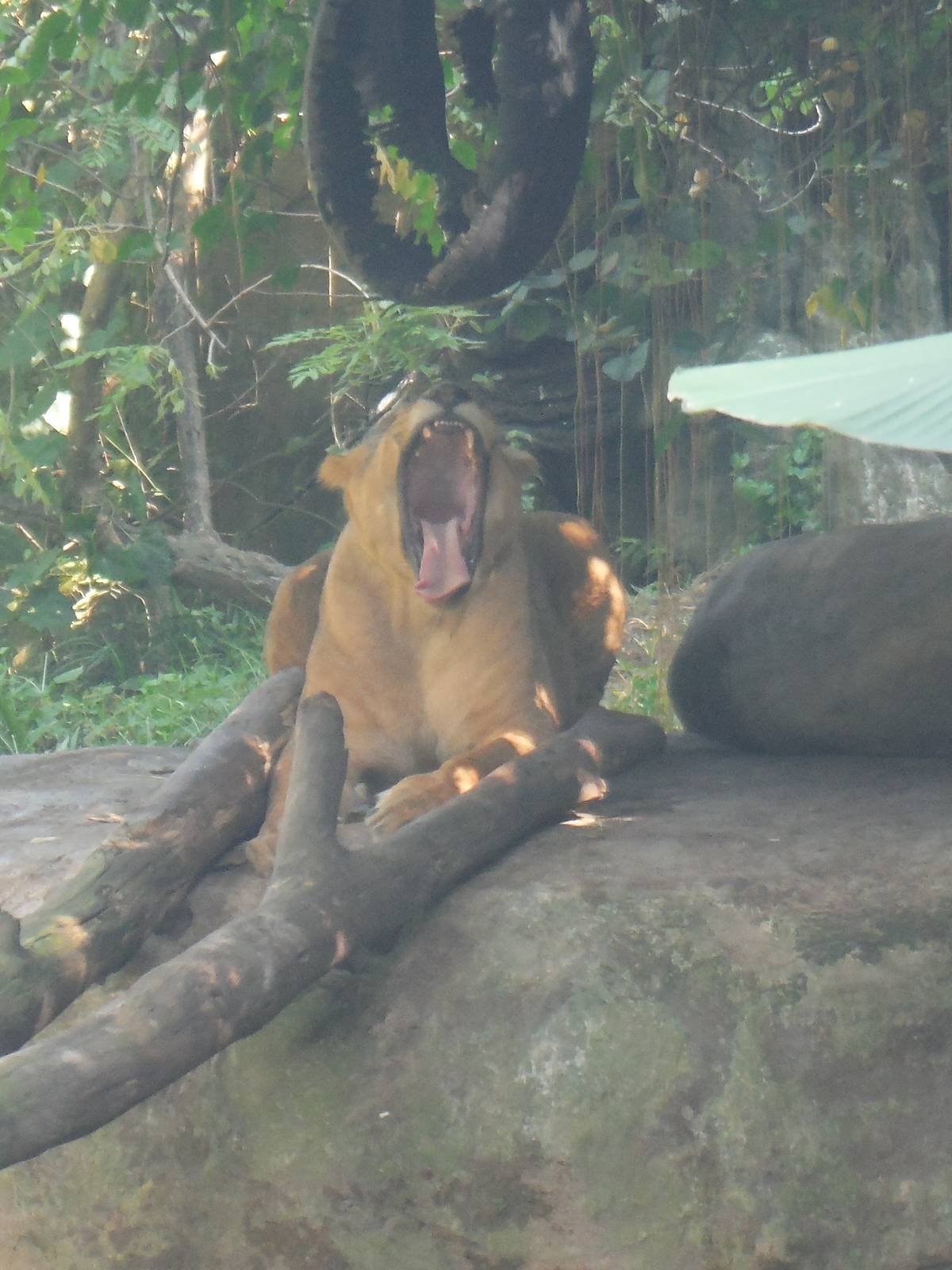 African Lioness - 2015