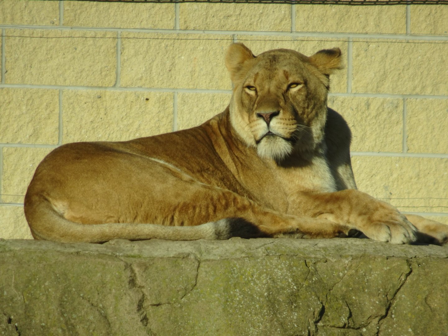 African Lioness 25 October 2025