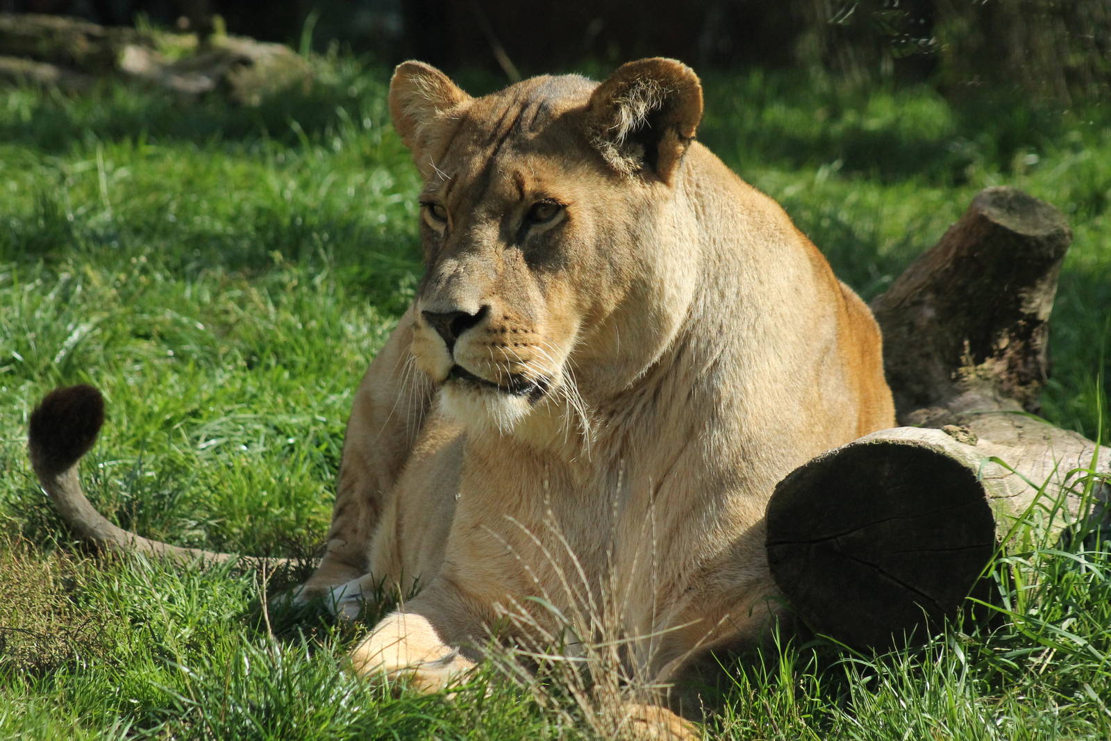 African Lioness - 27th September 2015