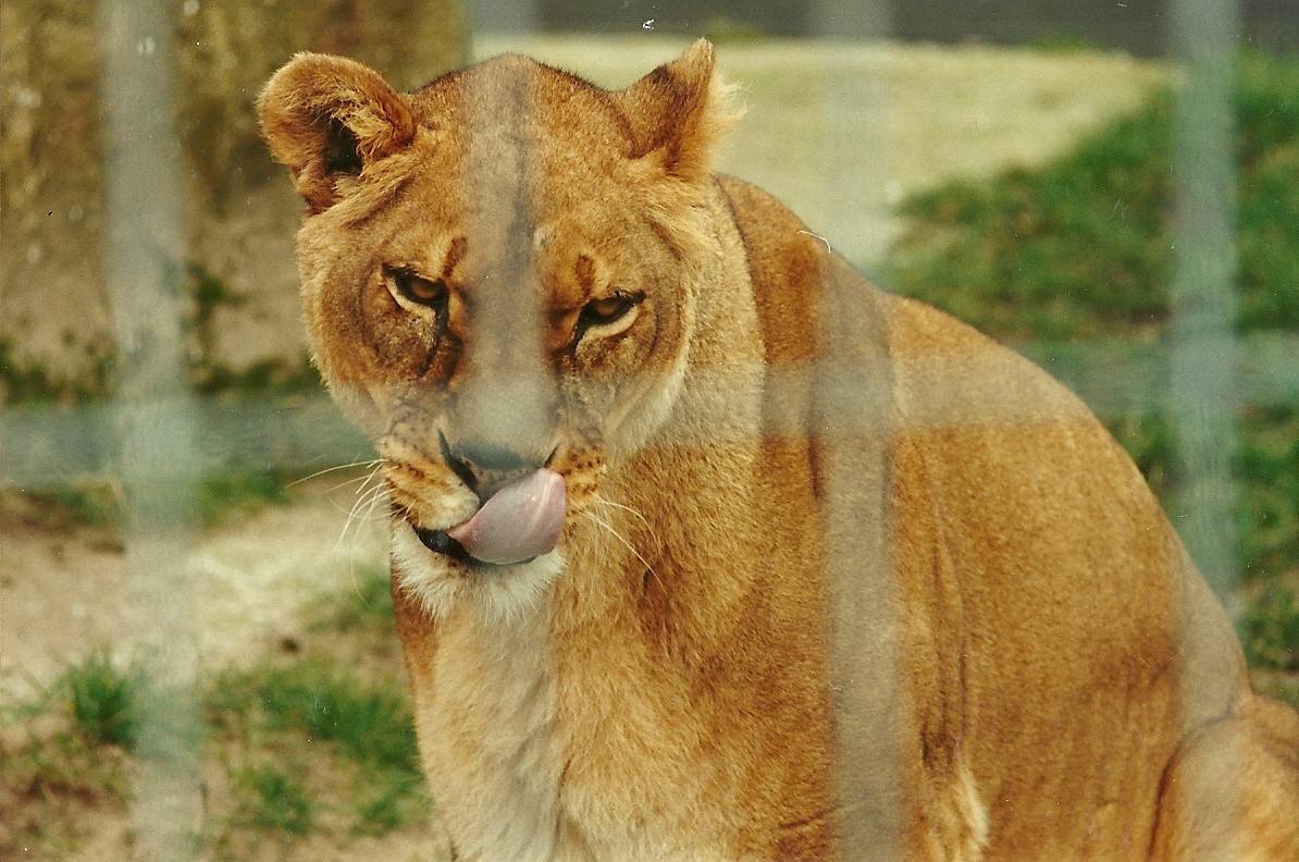African Lioness 4th March 1995