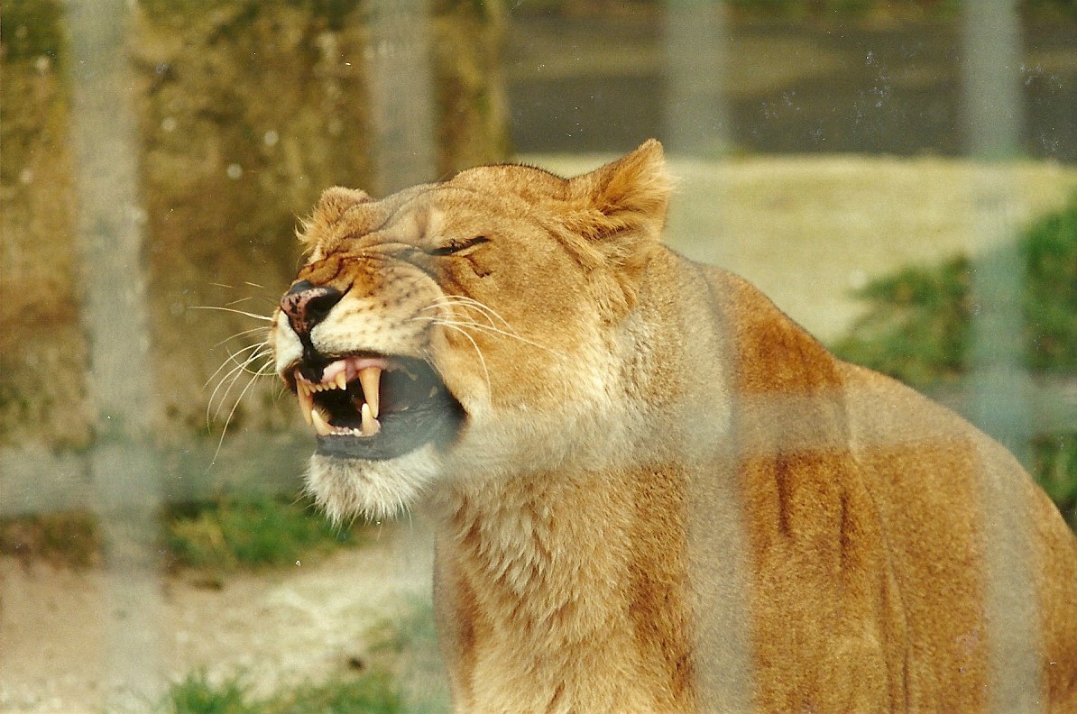 African Lioness 4th March 1995