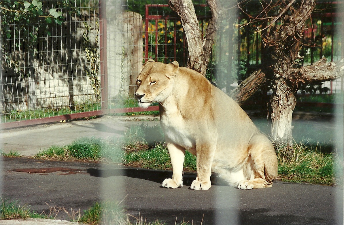 African Lioness 4th October 1995
