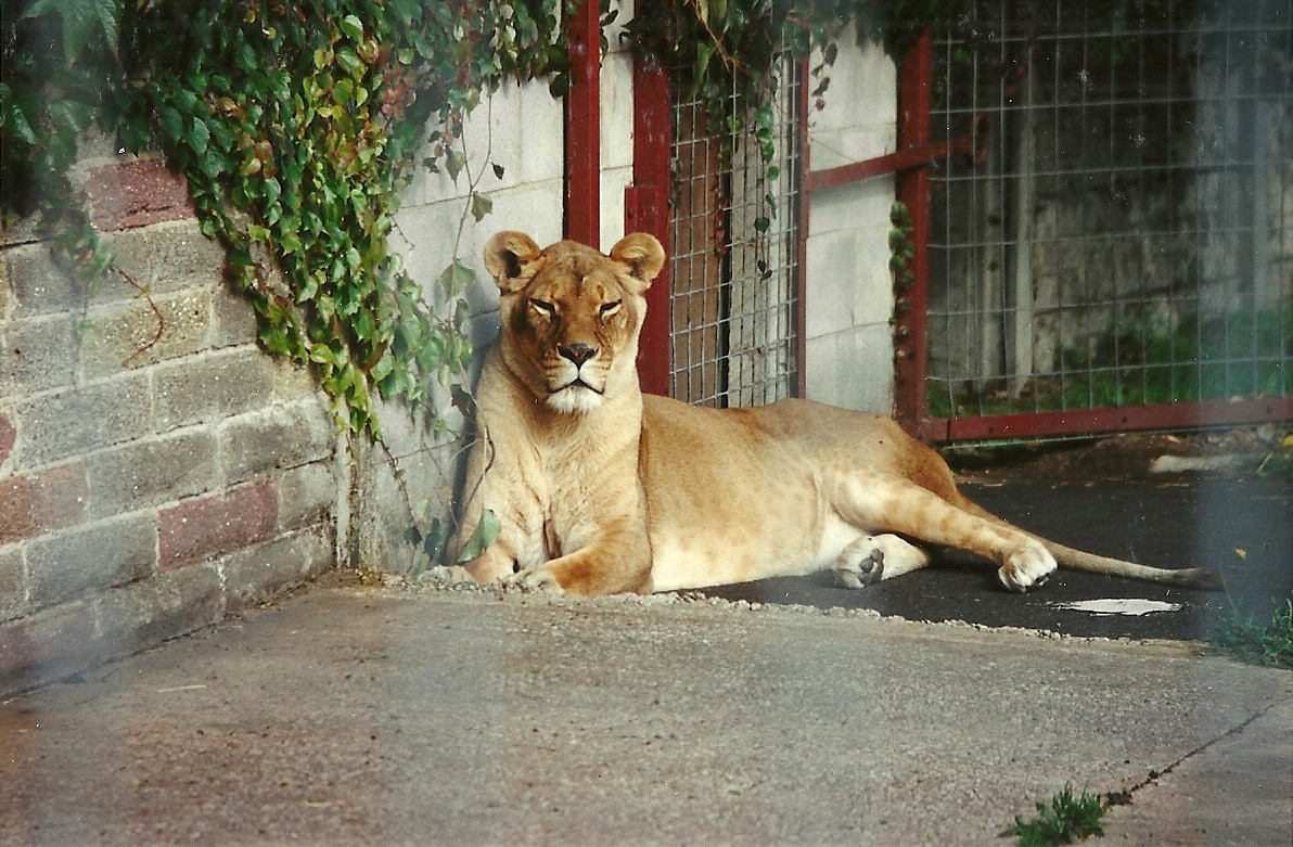 African Lioness 4th October 1995