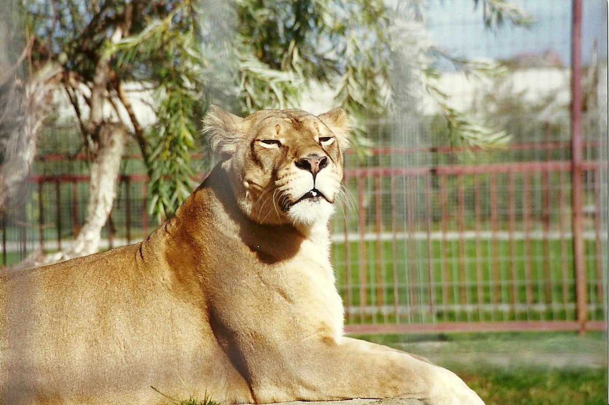 African Lioness 4th October 1995