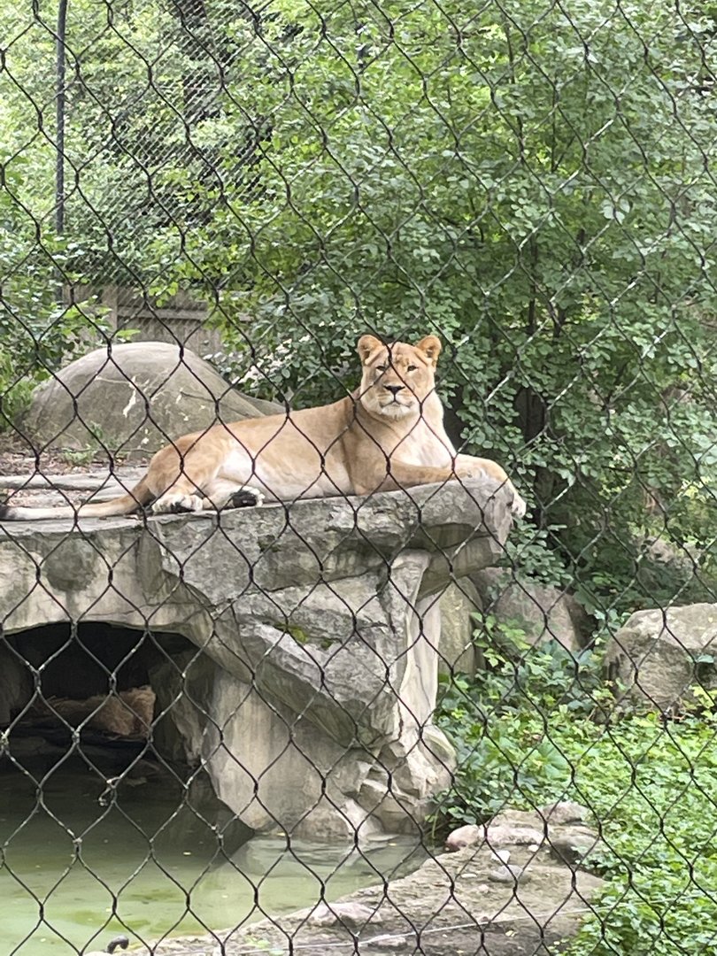 African Lioness (9/18/22)