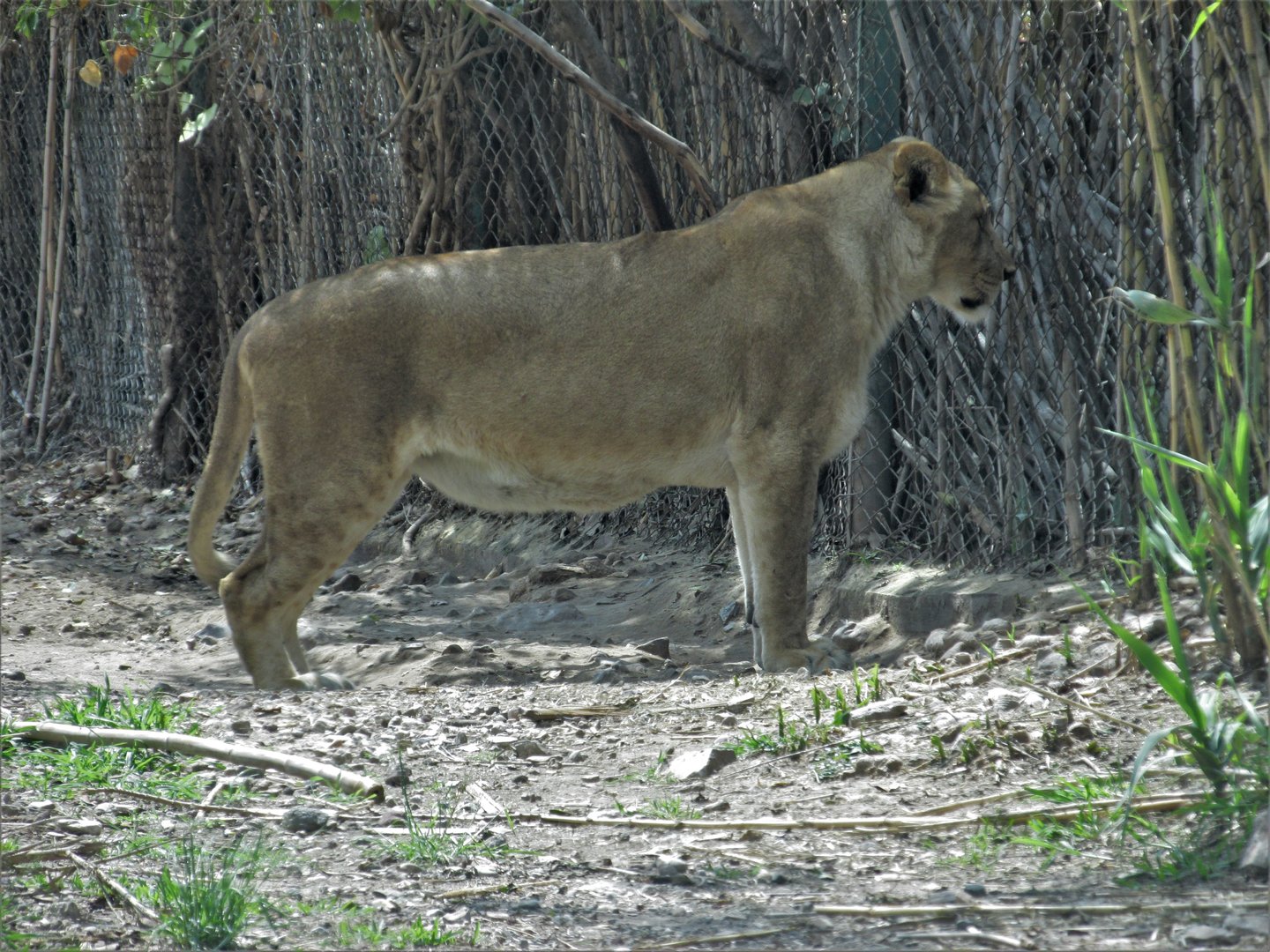 african lioness africam safari