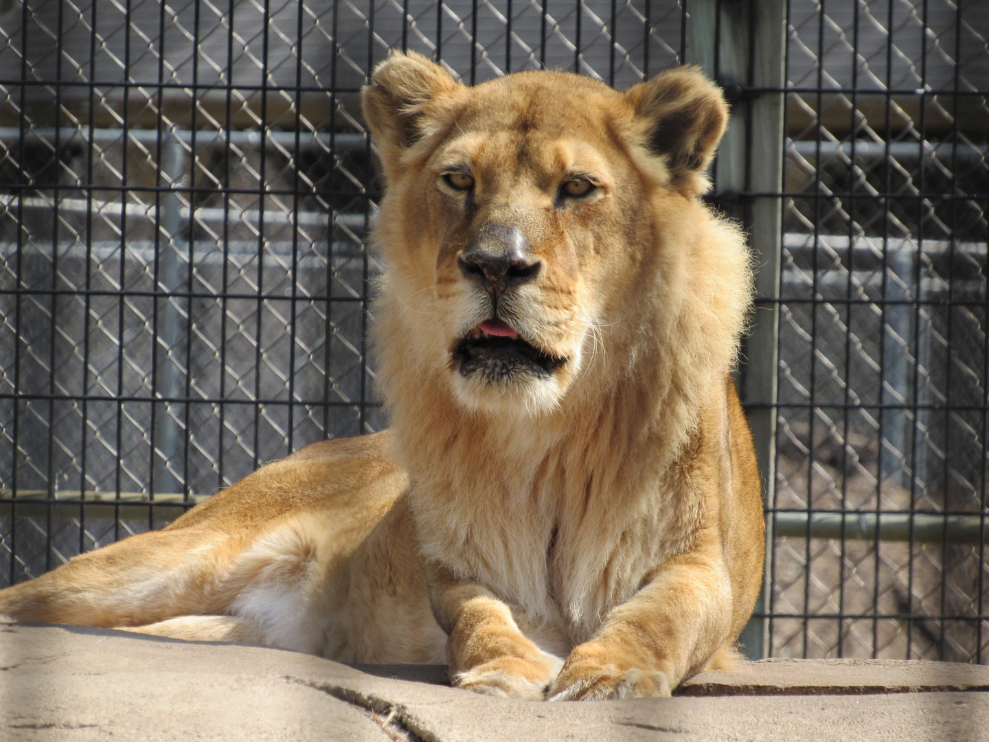 African Lioness Ajia - 4/8/23