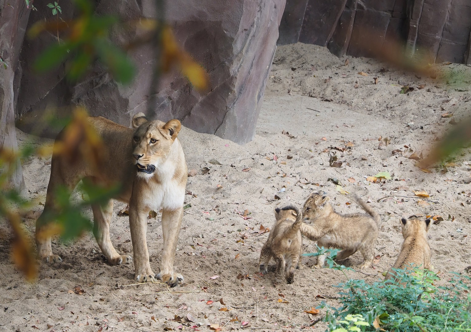 African lioness and cubs (Panthera leo), 2022-10-29