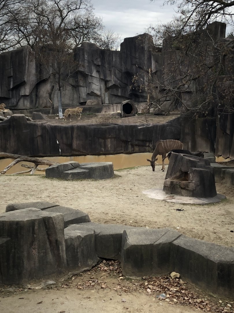 African Lioness and Greater Kudu
