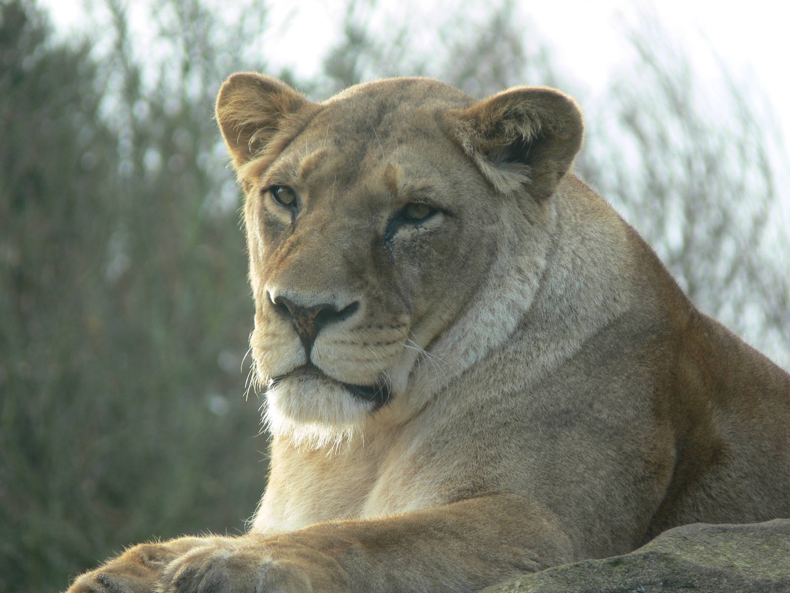 African Lioness at Blackpool Zoo, 09/12/12