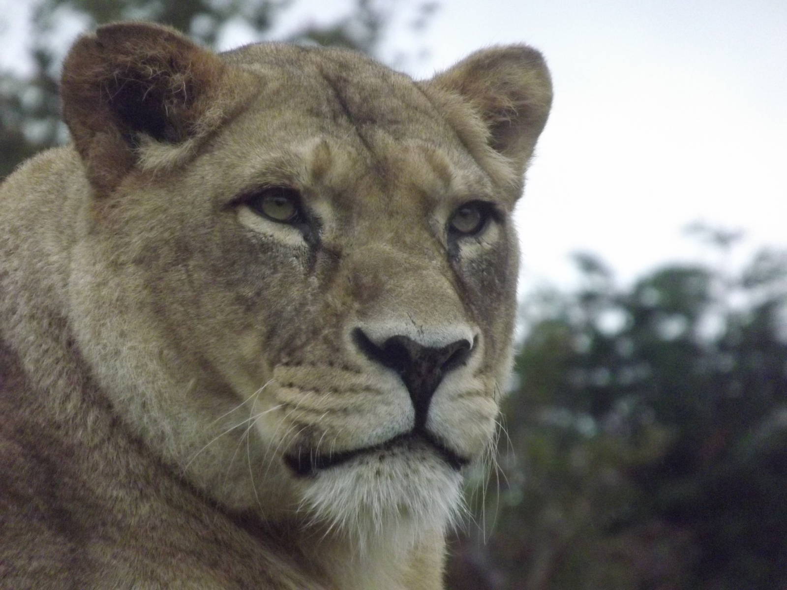 African Lioness at Blackpool zoo 16/10/11