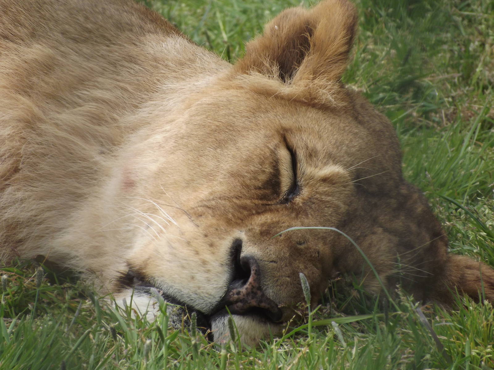 African Lioness at Blackpool Zoo 19/05/12