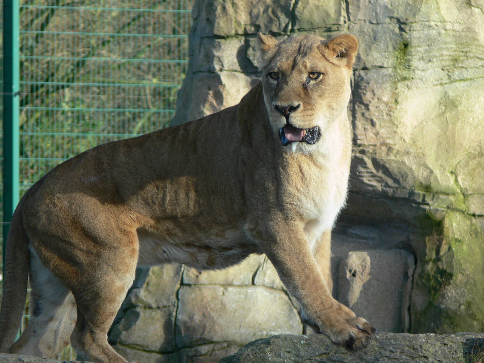 African Lioness at Blackpool Zoo, 27/01/13