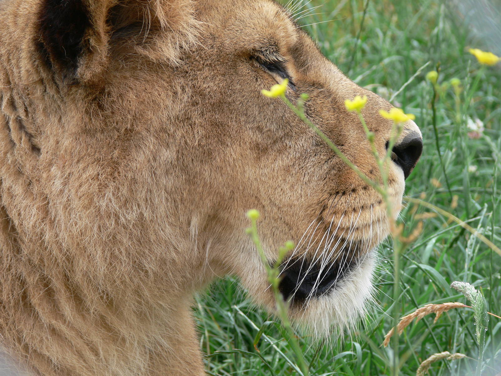 African Lioness at South Lakes, 04/07/14