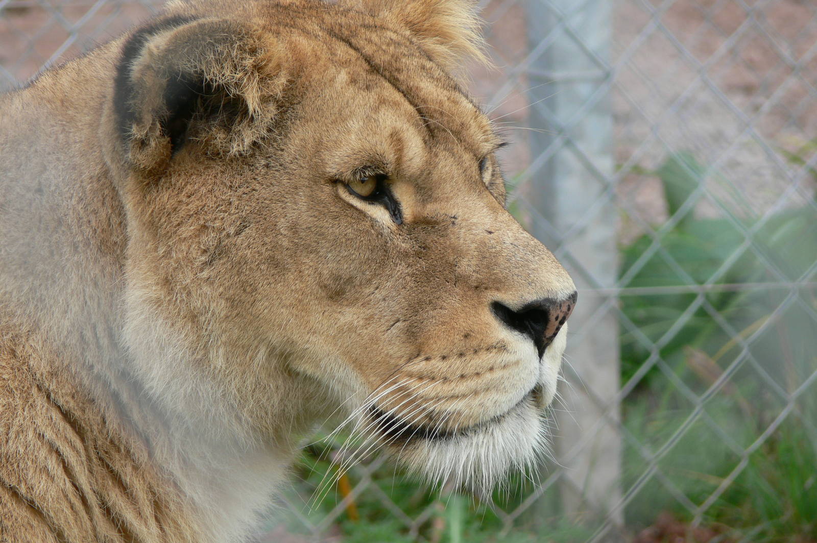 African Lioness at South Lakes, 11/10/14