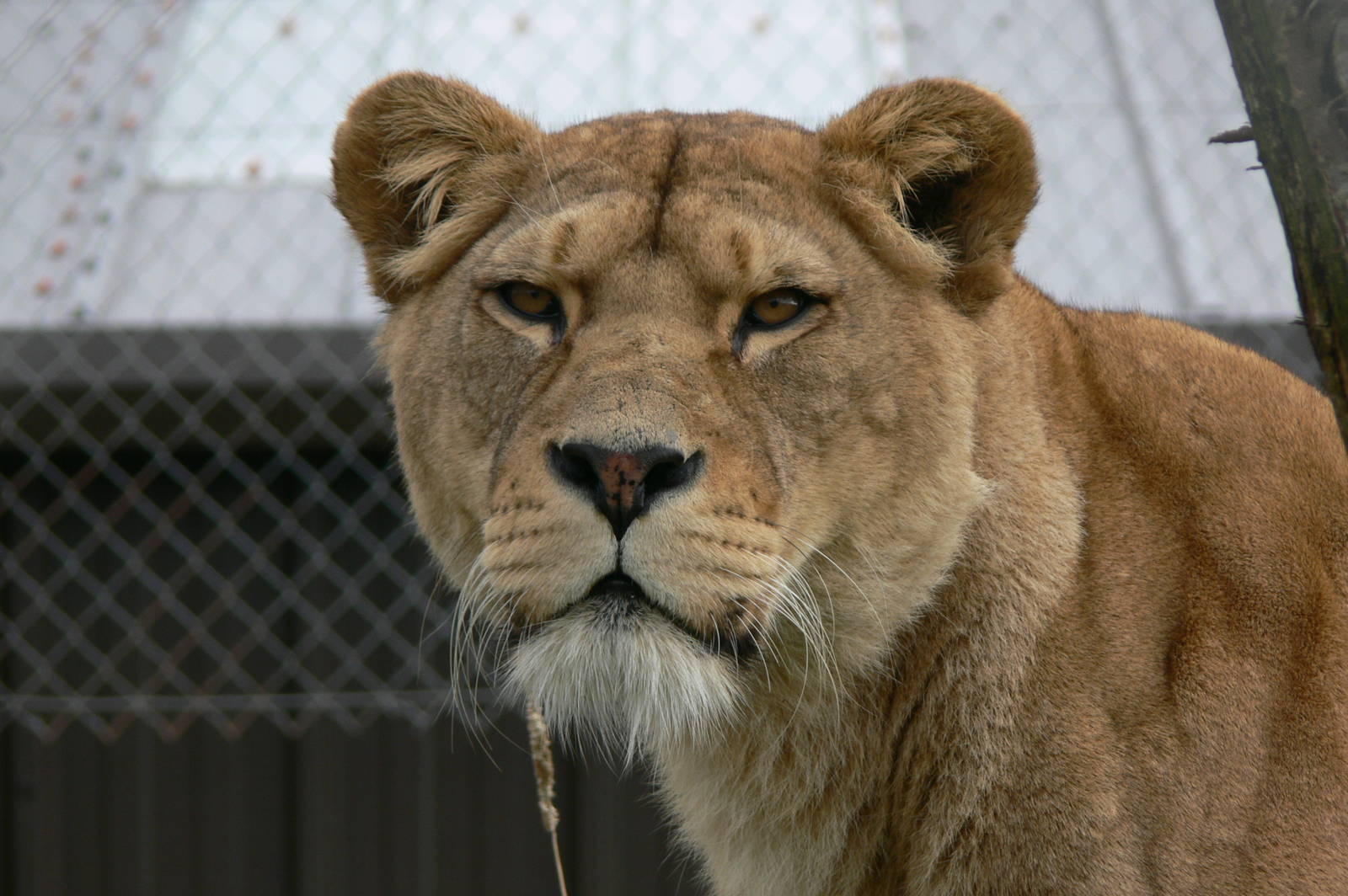 African Lioness at South Lakes, 11/10/14