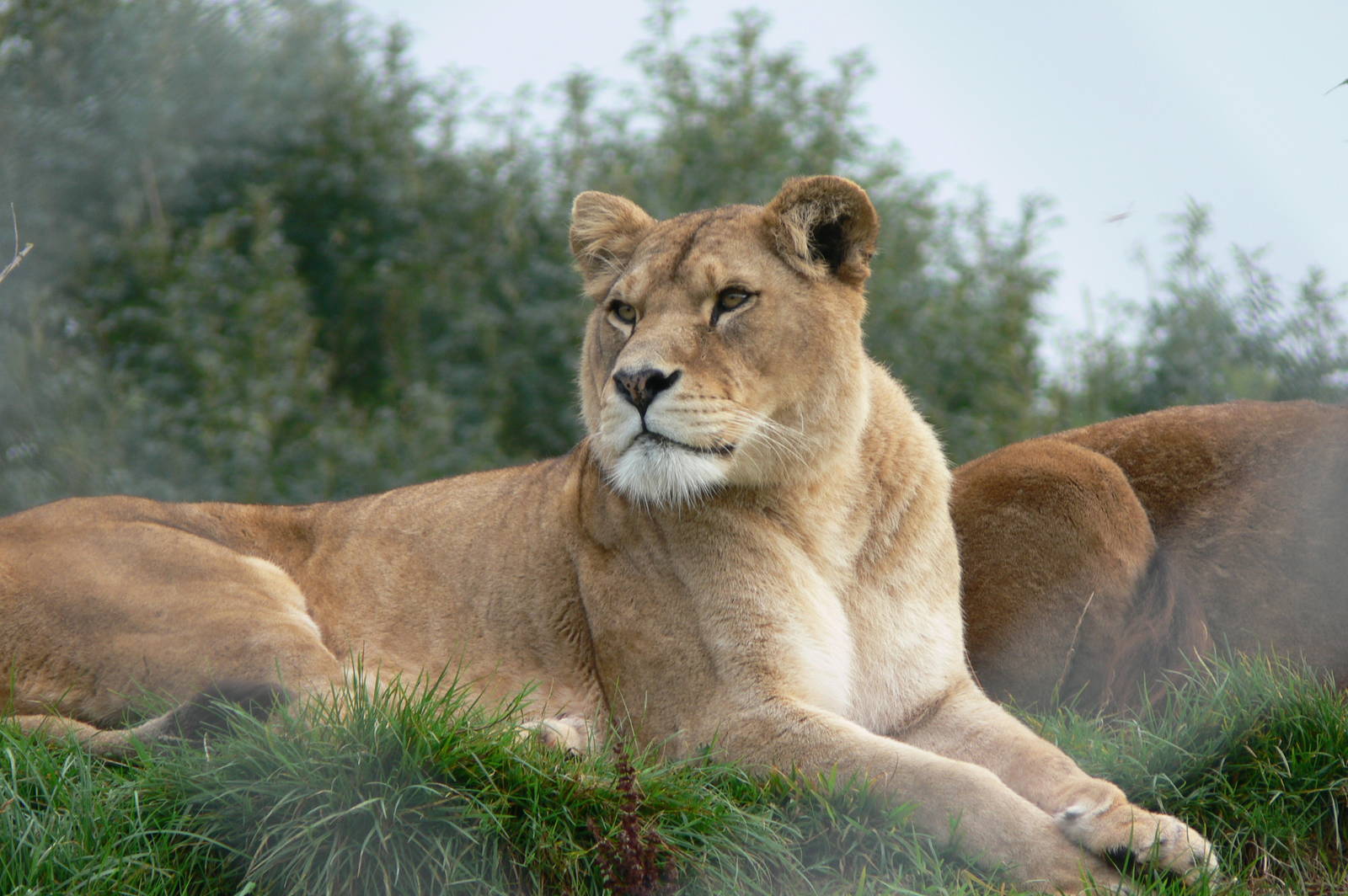African Lioness at South Lakes, 11/10/14
