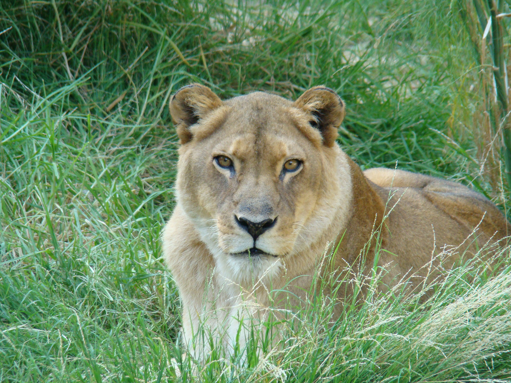 African Lioness at the Los Angeles Zoo