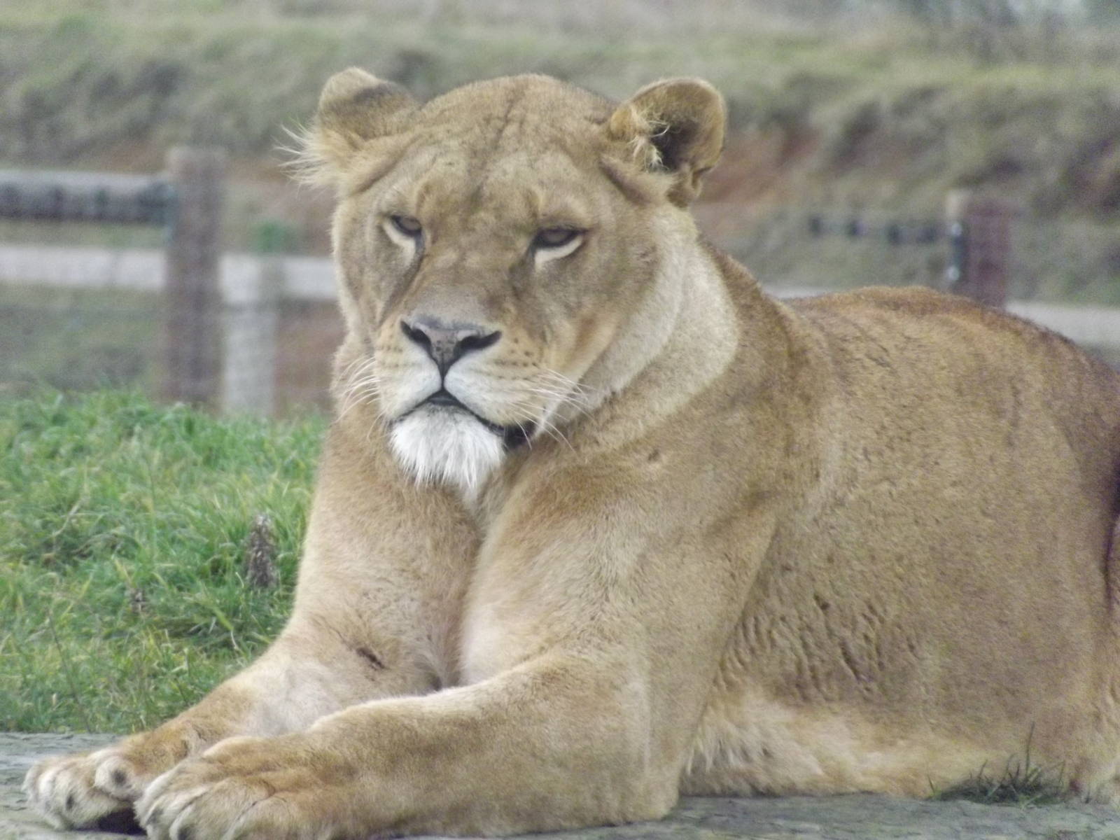 African Lioness at Yorkshire Wildlife Park 18/02/12