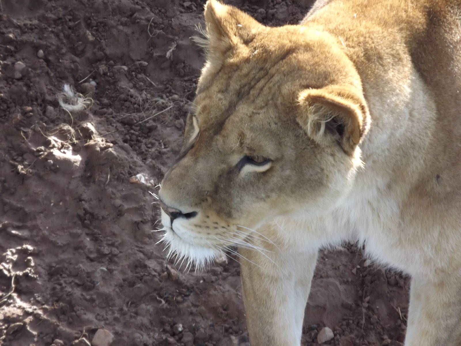 African Lioness at Yorkshire Wildlife Park 18/02/12