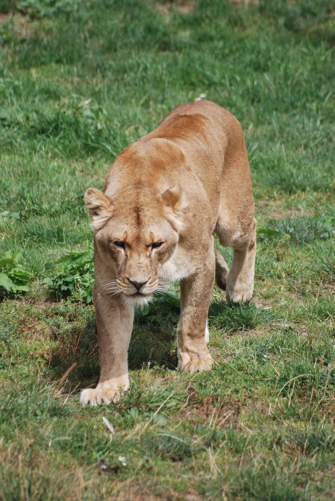 African Lioness at Yorkshire WP, 07/08/11