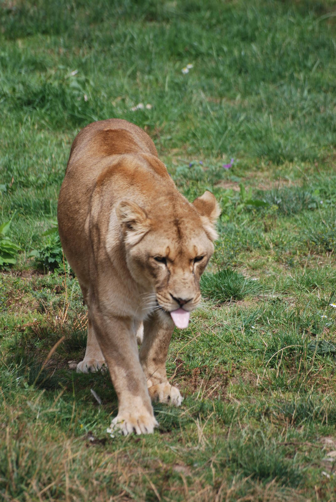African Lioness at Yorkshire WP, 07/08/11