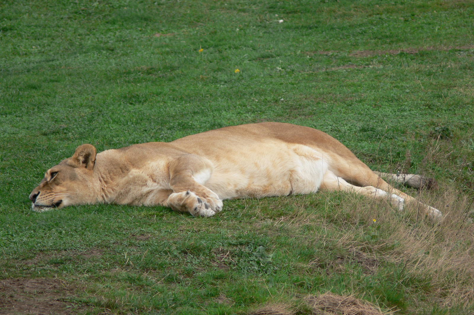 African Lioness at Yorkshire WP, 28/10/14