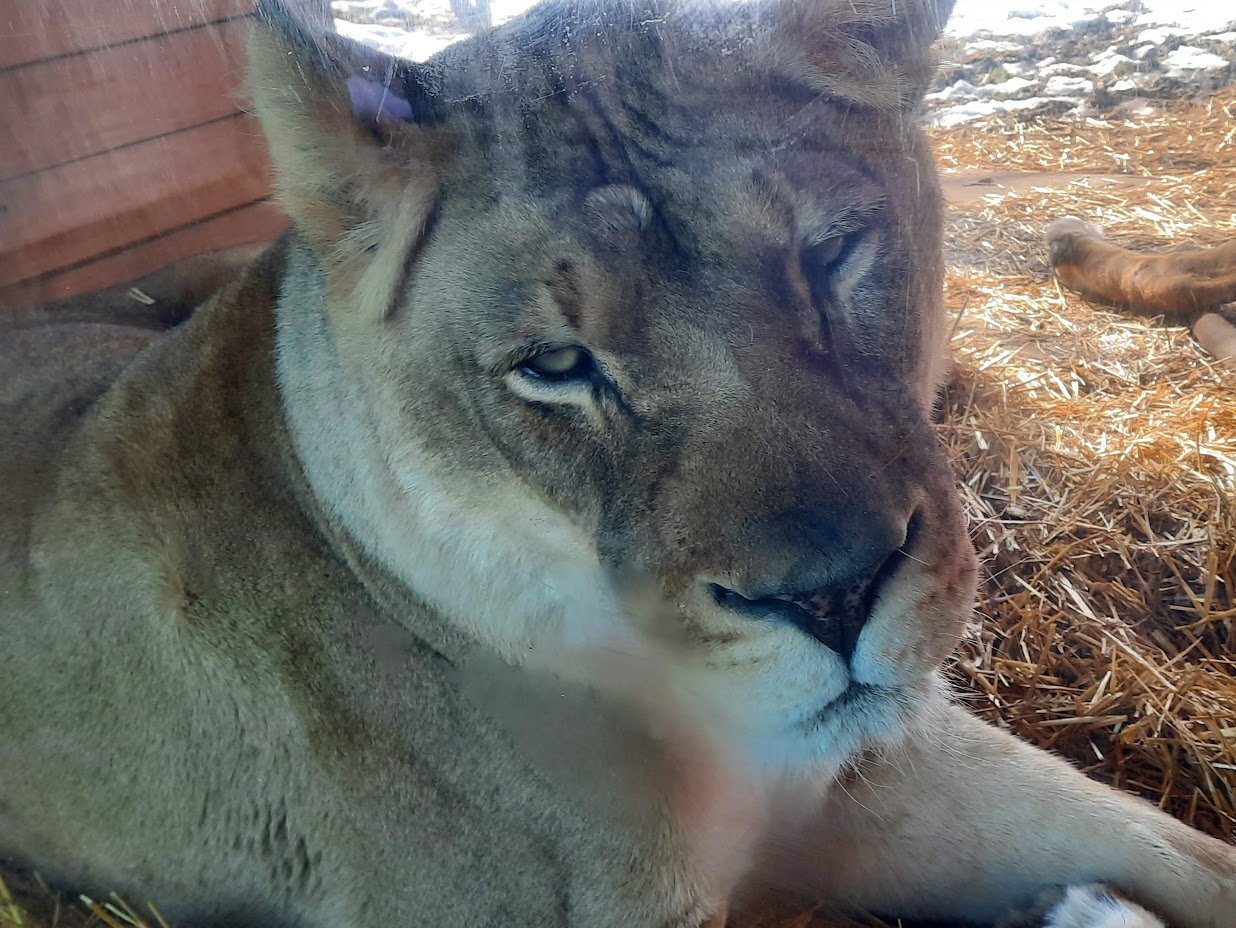 African Lioness Close Up