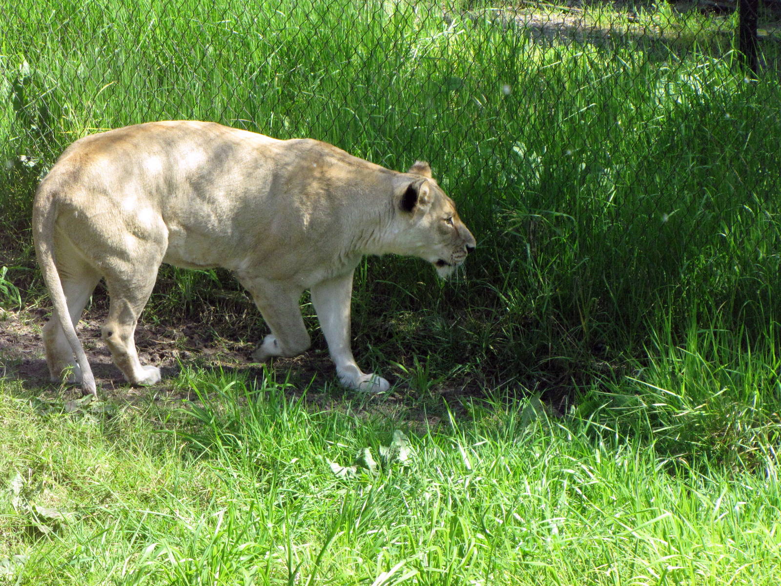 African Lioness Eyeing Zoo Staff Nearby