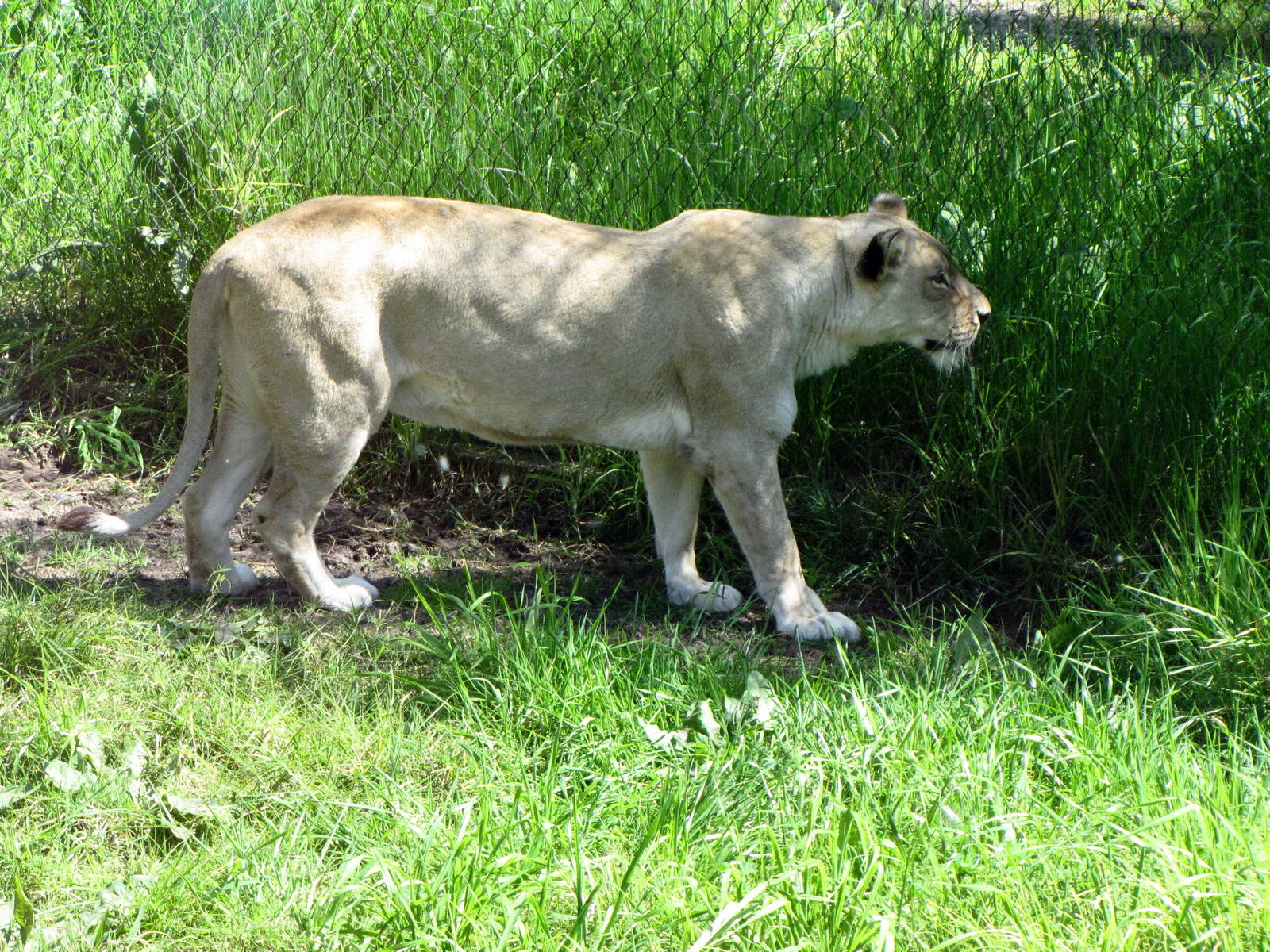 African Lioness Eyeing Zoo Staff Nearby