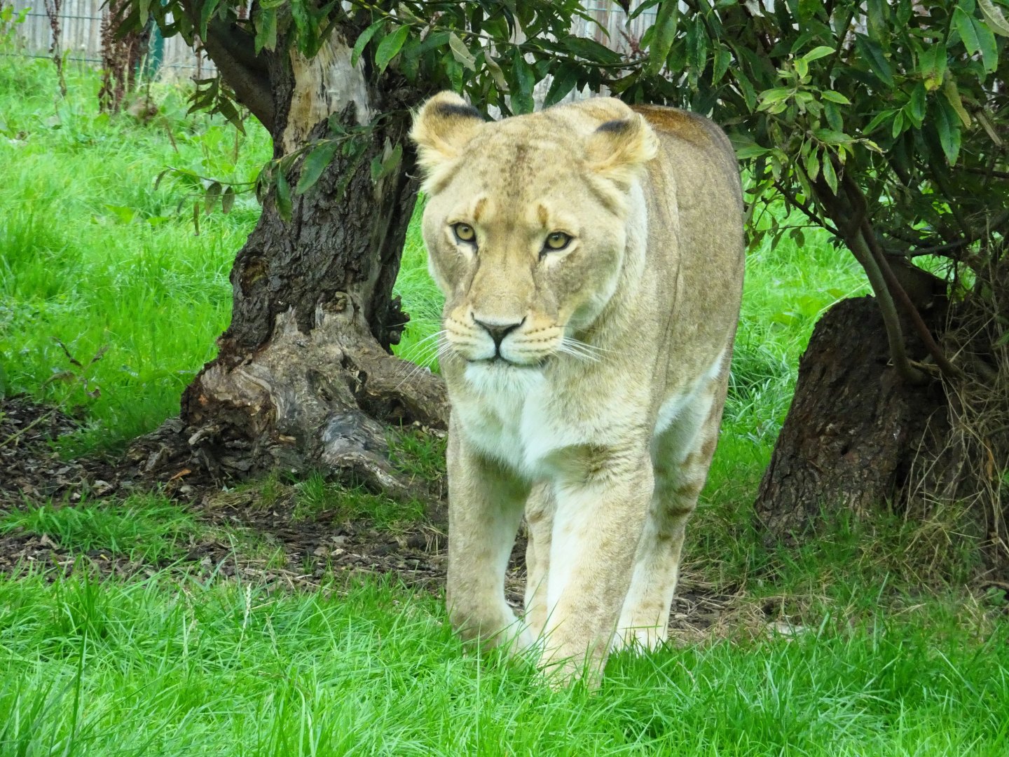 African Lioness Hira (?) 27 September 2025