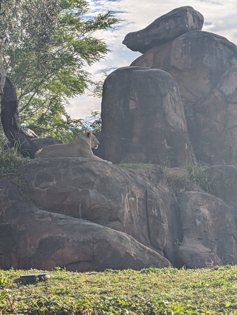 African Lioness - Kilimanjaro Safari