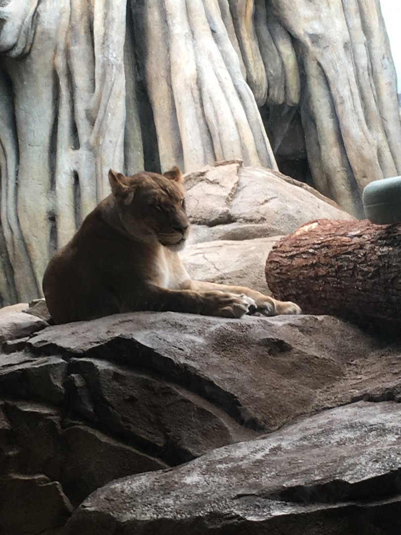 African Lioness | Milwaukee County Zoo