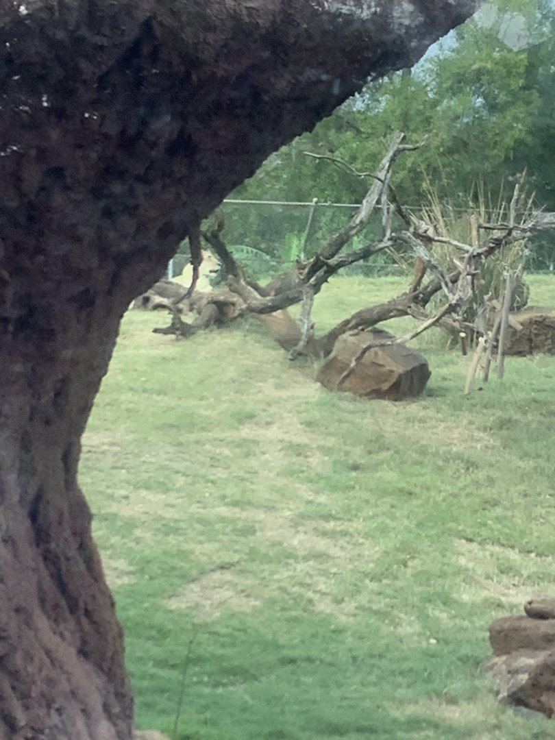 African Lioness Moxi 3/25/23