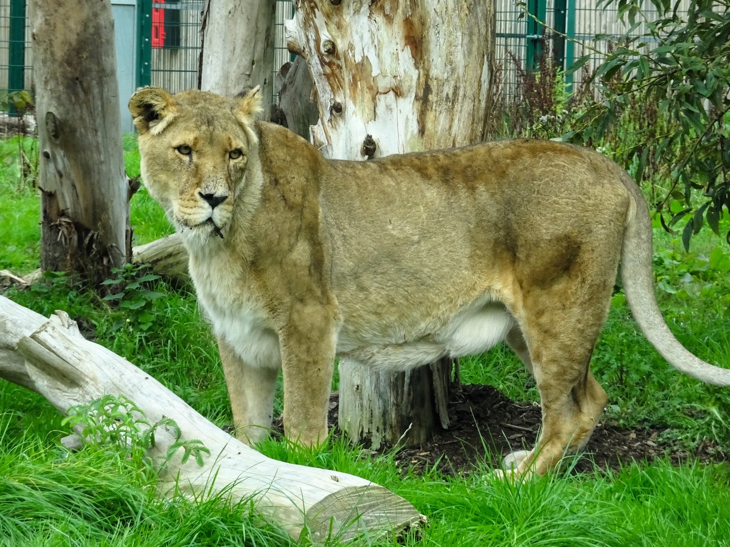 African Lioness Narla (?) 27 September 2025