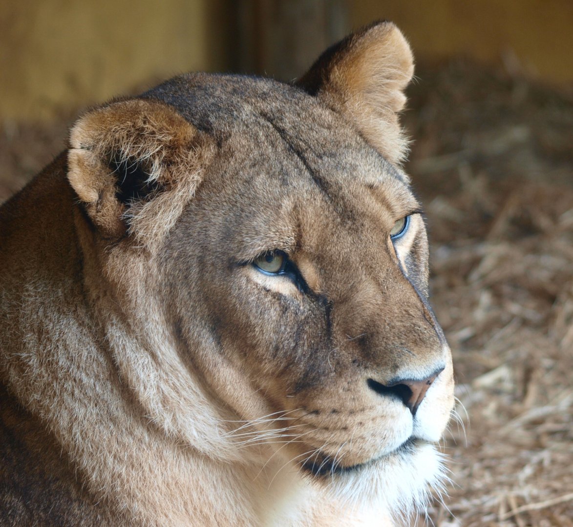 African lioness (Panthera leo), 2015-07-19