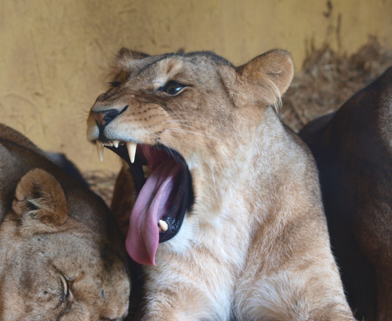 African lioness (Panthera leo), 2015-07-19