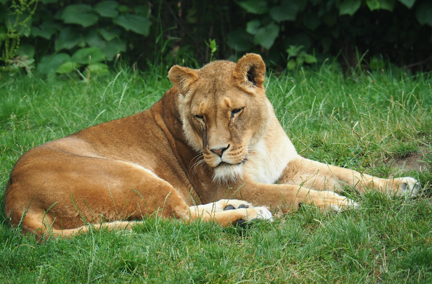 African lioness (Panthera leo), 2019-07-21