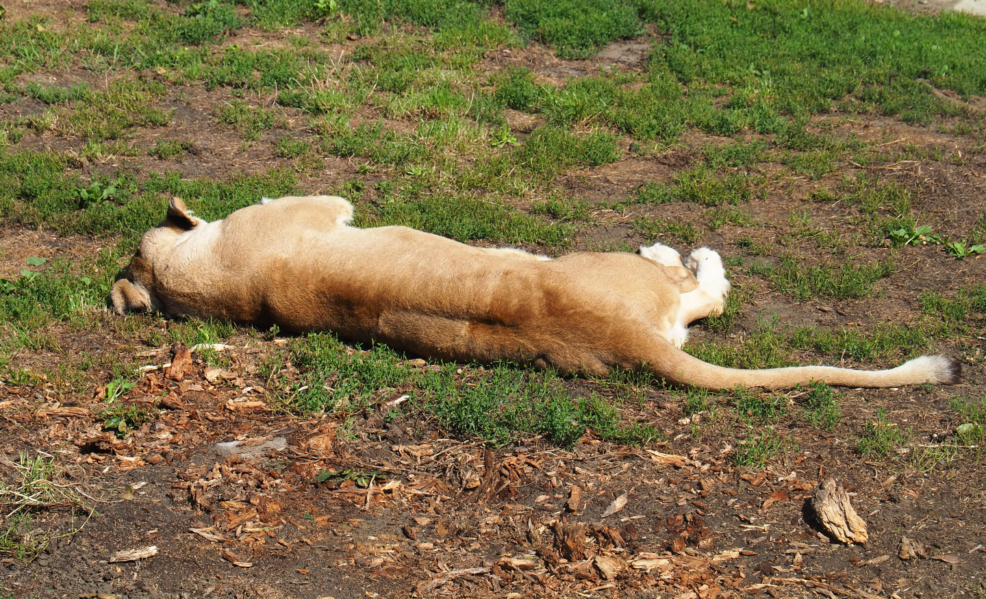 African lioness (Panthera leo), 2019-08-04