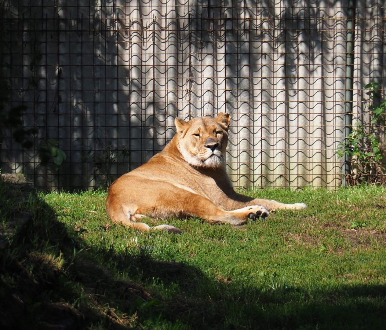 African lioness (Panthera leo), 2019-08-04