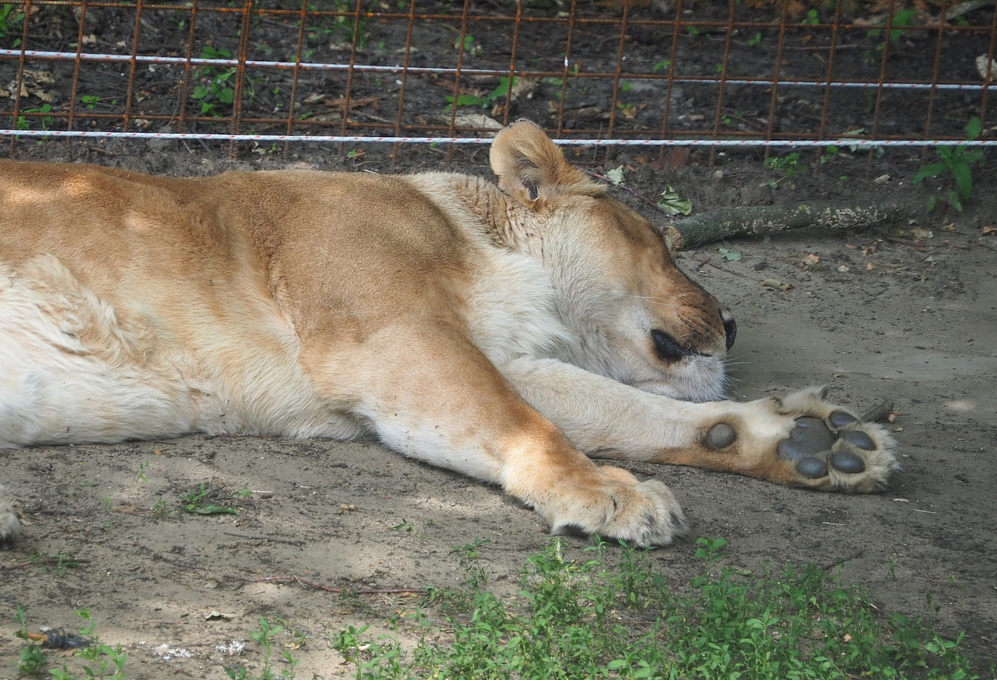 African lioness (Panthera leo), 2021-06-15