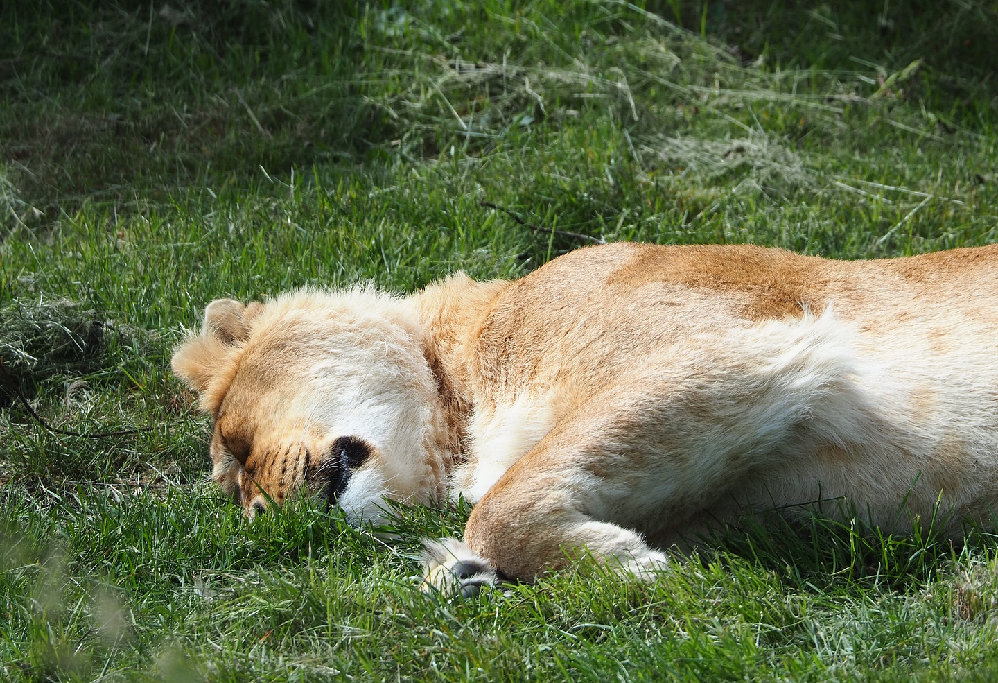 African lioness (Panthera leo), 2022-06-12