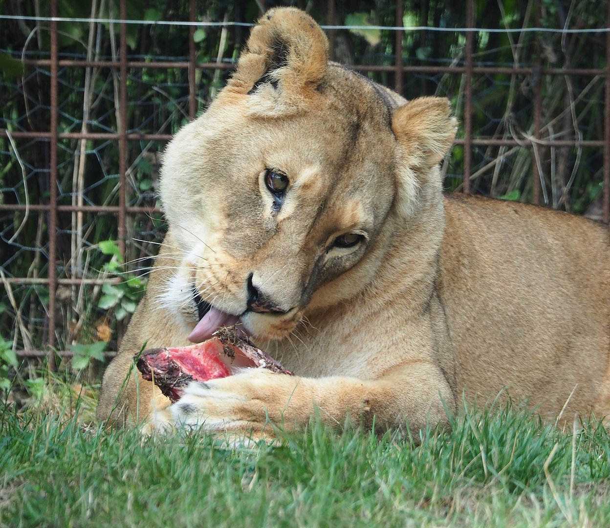 African lioness (Panthera leo), 2022-08-20