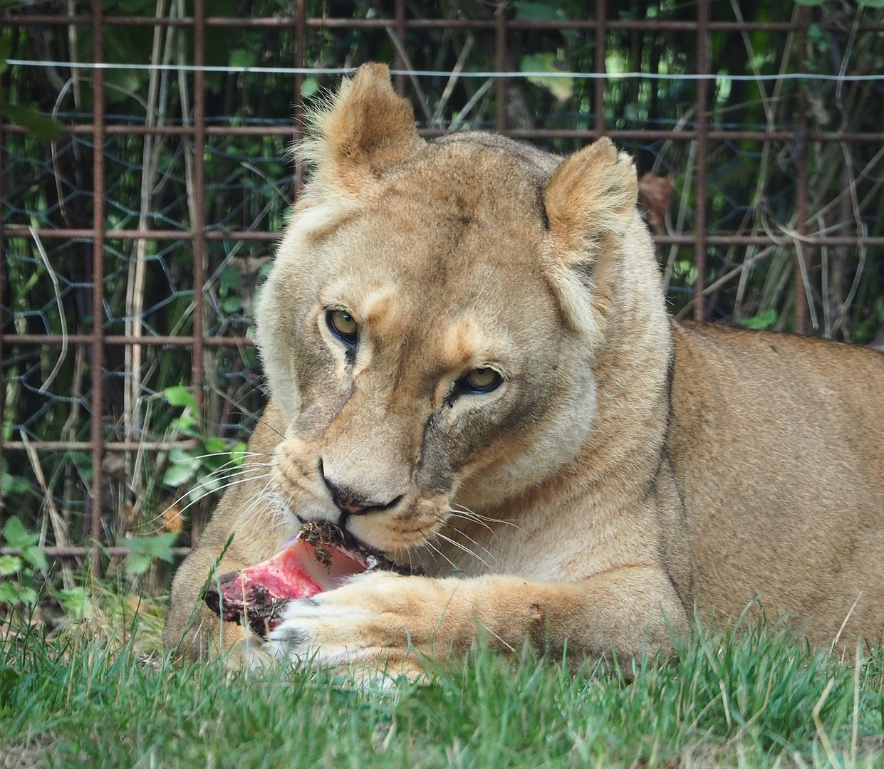 African lioness (Panthera leo), 2022-08-20