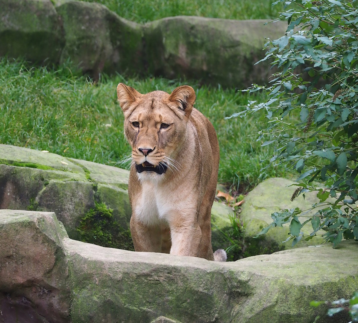 African lioness (Panthera leo), 2022-10-29