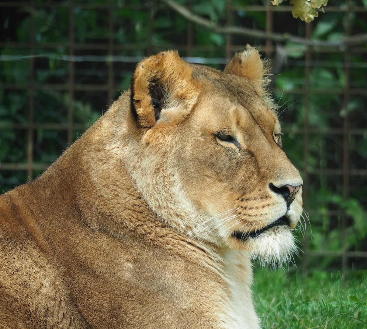 African lioness (Panthera leo), 2023-07-18