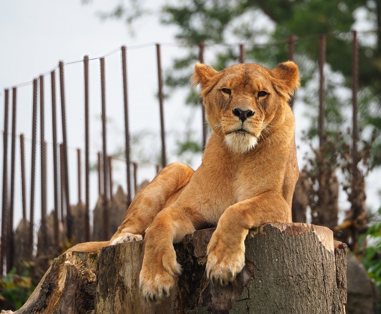 African lioness (Panthera leo), 2023-10-13
